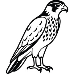 Fototapeta premium Falcon isolated on white background