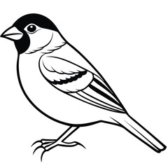 Finches isolated on white background