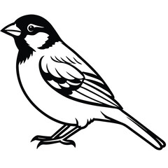 Old World sparrow isolated on white background