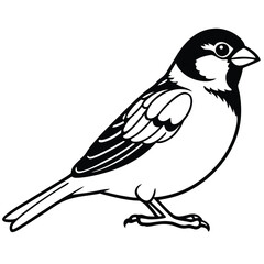 Old World sparrow isolated on white background