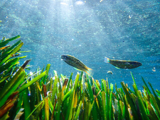 Dark blue ocean surface seen from underwater. Abstract waves underwater and rays of sunlight...
