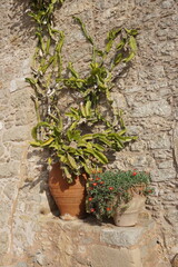 Clay pots with succulents and cacti climbing a stone wall in Toplou monastery in Crete, Greece