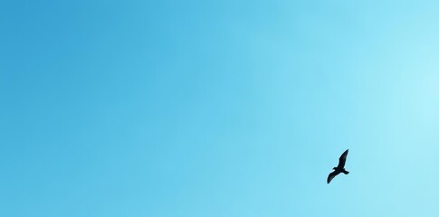 Fototapeta premium Minimalist black and white seagull silhouettes on a clear blue sky background, seagull, sky, minimalistic