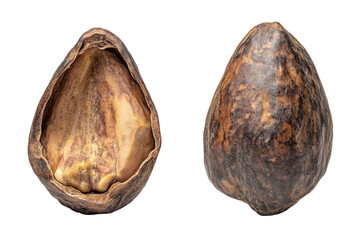 Discovering the hidden world inside a dry shea nut a journey into nature's secrets with isolated black backdrop