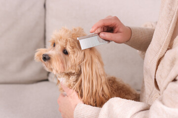 Woman brushing cute Maltipoo dog on sofa at home, closeup