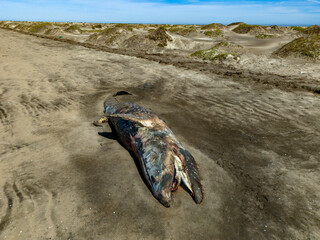 Dead whale on a Baja California Sur sandy beach bahia magdalena aerial drone panorama