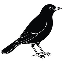 Common blackbird isolated on white background