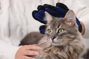 Woman brushing her cat with grooming glove indoors, closeup