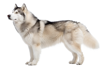Husky dog isolated on transparent background Png