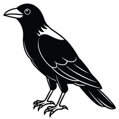 Crow isolated on white background