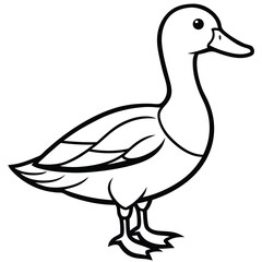 Mallard isolated on white background