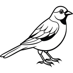 Passerine isolated on white background
