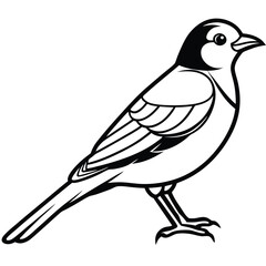 Passerine isolated on white background