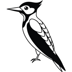 Woodpecker isolated on white background