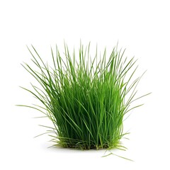 Obraz premium Lush green grass isolated on white background