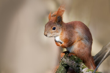 A close-up red fluffy squirrel sits on the branch perpendicular to the camera lens on a sunny spring day with beige background.