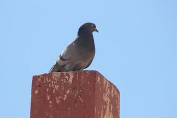 Rock Dove Close Up