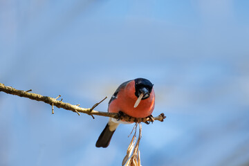 A male Eurasian bullfinch sits on a branch and eats dry maple tree seeds toward the camera lens on a sunny spring day.	