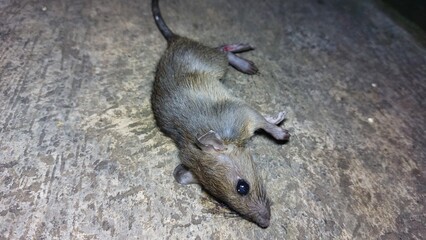 The carcass of a dead house rat 