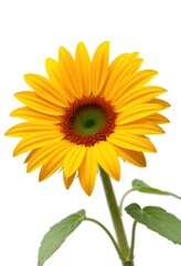 Fototapeta premium A vibrant, single sunflower blossom isolated on white background, head, illustration, single