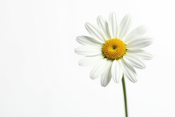 Single daisy in isolation against a stark white background, petals, garden