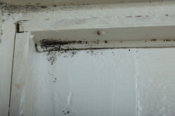 Wall affected with black mold indoors, closeup view