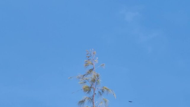 Contraste entre Folhagem, Nuvens e Urubu em Movimento Suave