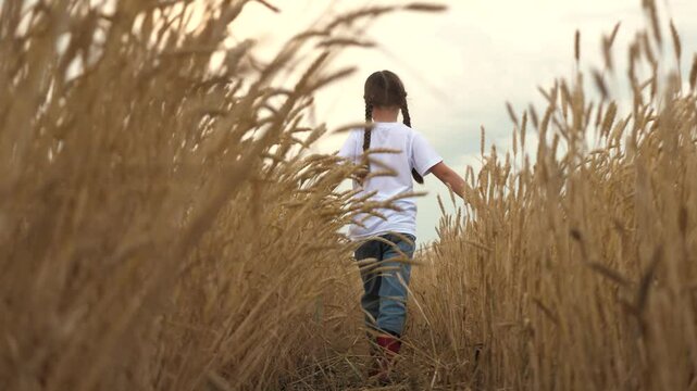 agriculture field, golden wheat farm field sunset, girl walking through wheat field, touching ears wheat hand. agriculture. child rubber boots walks through wheat field open air. child walks nature