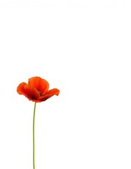 Naklejka premium Single vibrant red poppy flower isolated on white background, color, petal