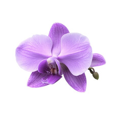 Obraz premium Delicate Purple Orchid Flower Blossom Beauty Nature Floral