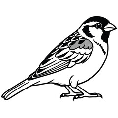 House sparrow isolated on white background