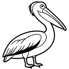 Pelican isolated on white background
