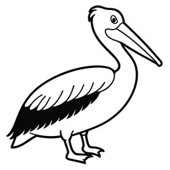 Pelican isolated on white background