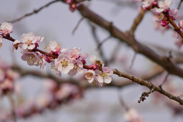  the bee on the pink apricot blossom