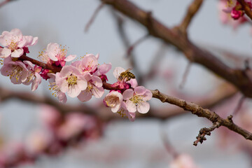 the bee flies up blooming apricot tree