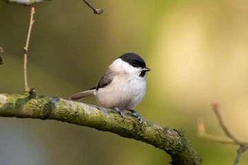Marsh Tit on a branch