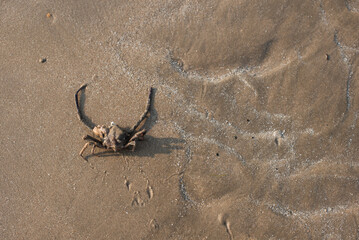 crab on the beach