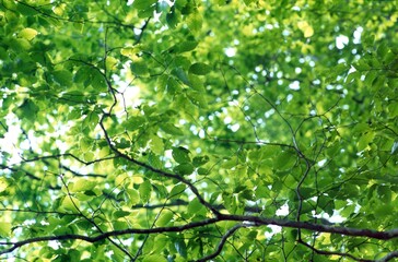 Green leaves of mountain deciduous trees, Iwate, Japan
