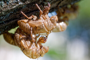 Cicada shells hanging from a tree branch in summer