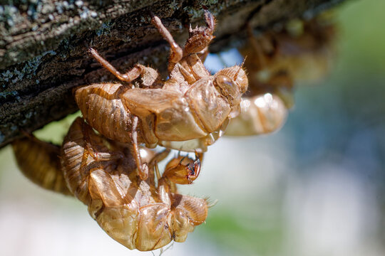 Cicada shells hanging from a tree branch in summer