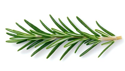 Fototapeta premium Fresh Rosemary Sprig for Isolated White Background.