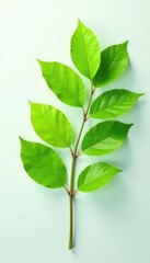 Fototapeta premium Single branch with leaves isolated on white background, branches, green, tree branch