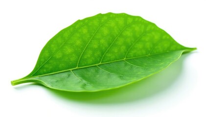 Obraz premium Single leaf with veins isolated on white background, natural, botanical photography