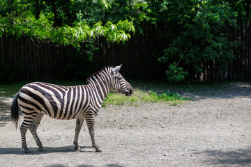 zebras in a zoo Kyiv, Ukraine