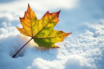 The gentle curves of a birch leaf against a snowy plain, shadow, natural, curved