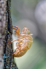 Cicada exoskeleton holding onto tree trunk in nature