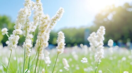 Fototapeta premium Fluffy white flowers in a grassy field on a sunny day