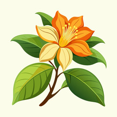 Rumduol Blossom in Full Bloom illustration