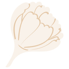 jasmine bud closed handrawn flat style illustration