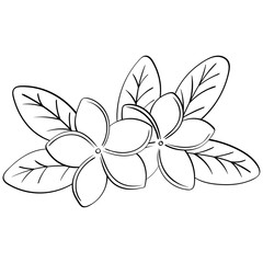 Fototapeta premium two plumeria flowers with leaves handrawn outline style illustration